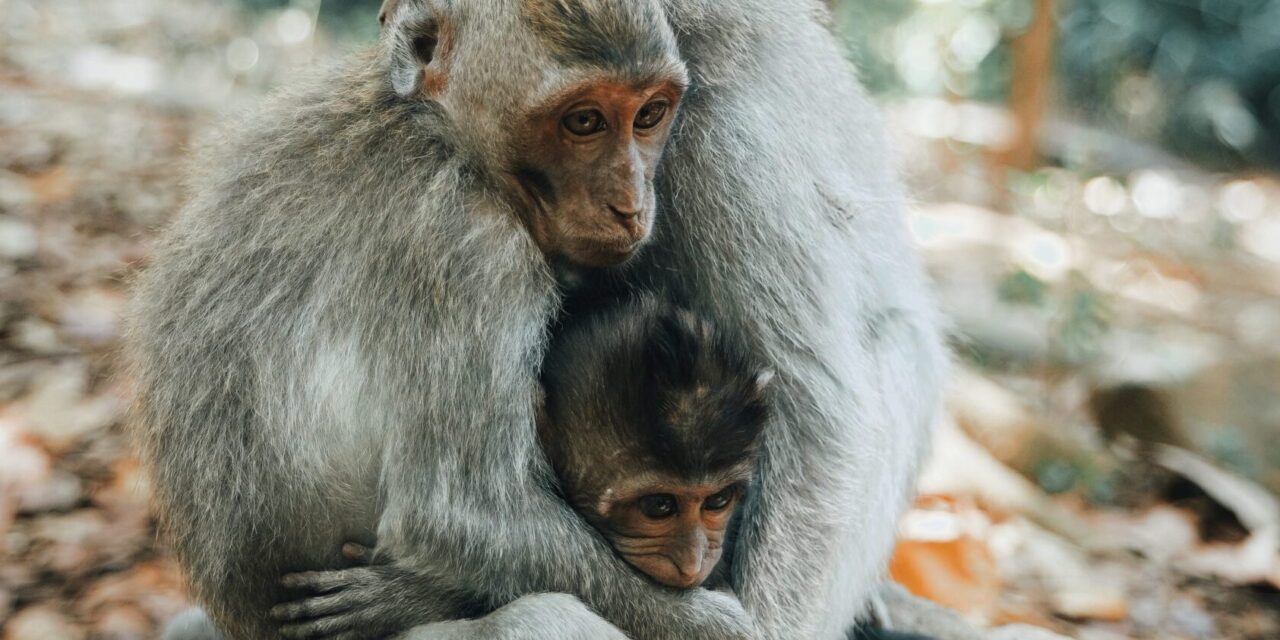 Research Explains How We Can Better Understand Intergroup and Intragroup Conflict Through Vervet Monkeys