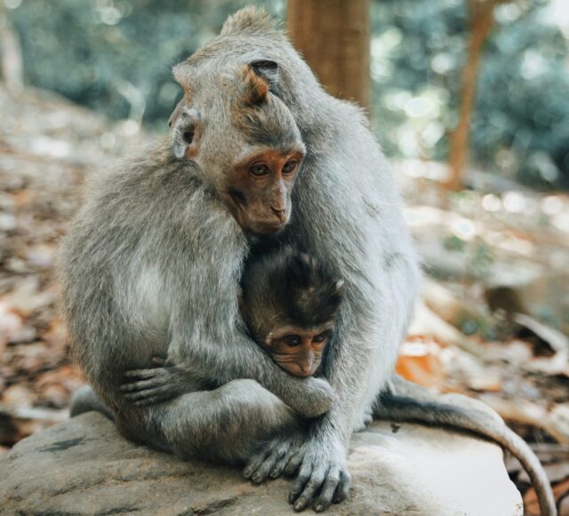 Three monkeys hugging, representing peaceful interactions between them and lack of conflict