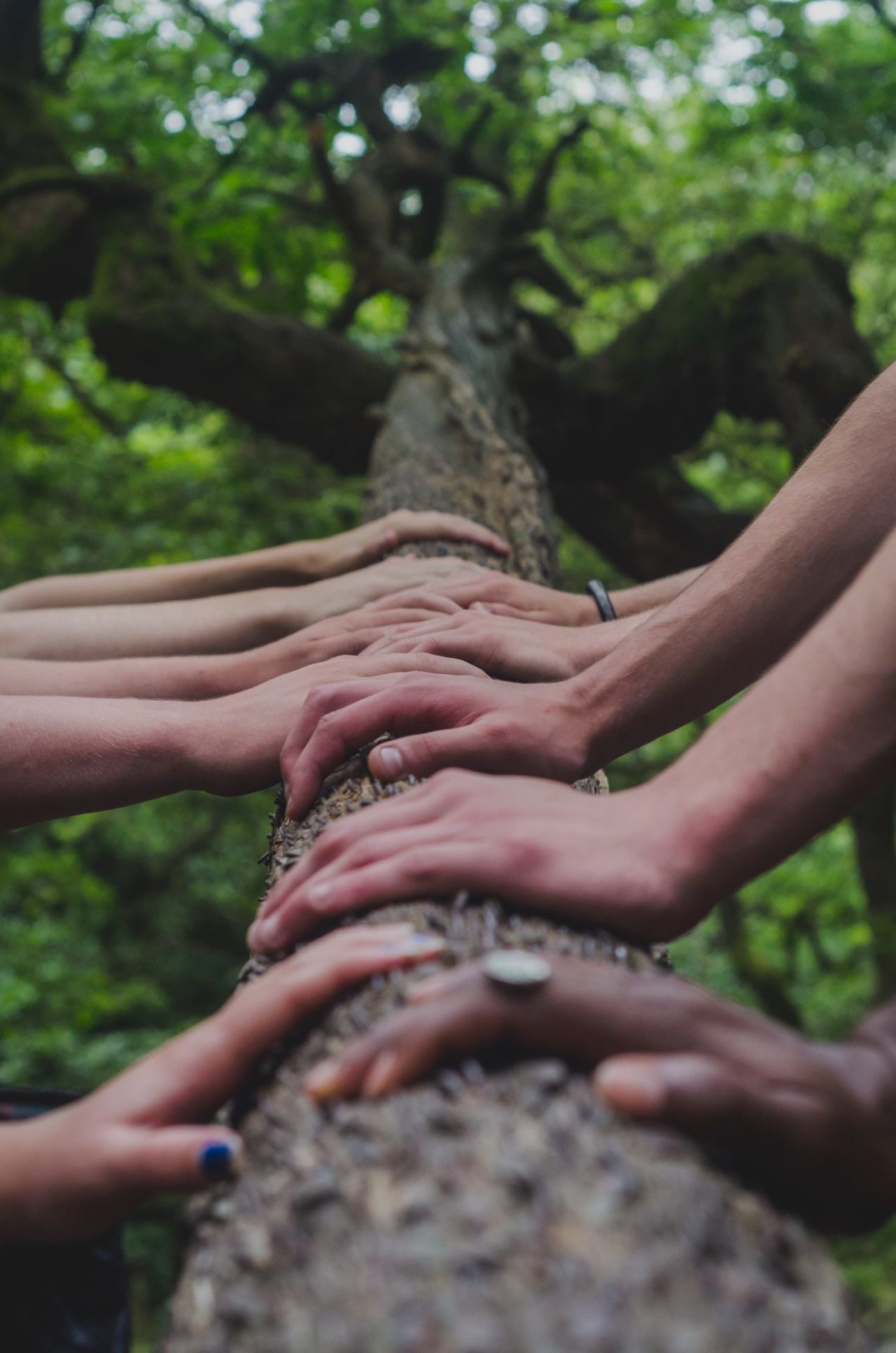 Many hands on a tree, symbolizing Reconciliation After Violent Conflict
